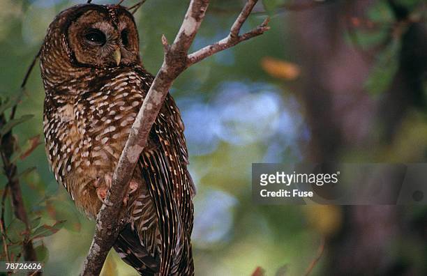 northern spotted owl - ニシアメリカフクロウ ストックフォトと画像