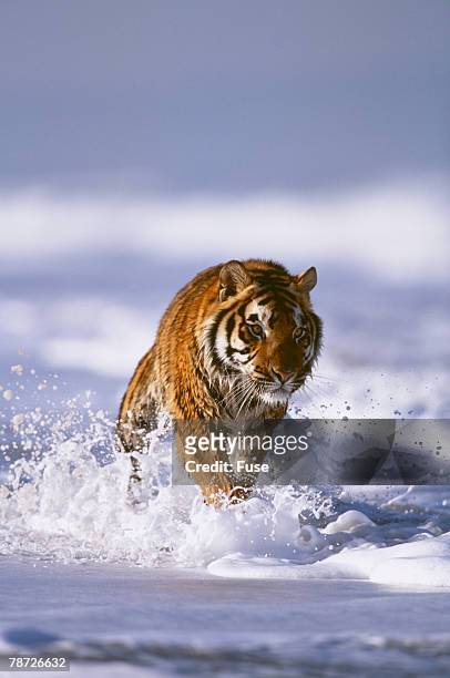 bengal tiger running along the beach - tiger running stock pictures, royalty-free photos & images