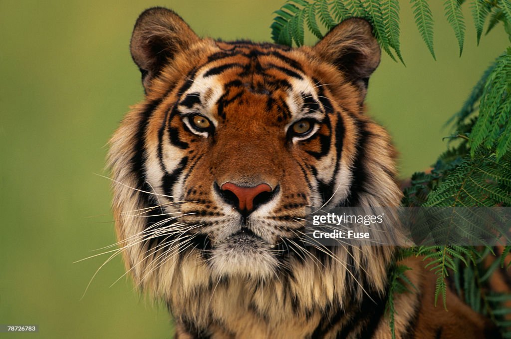 Tiger Sitting Under Fern Leaves