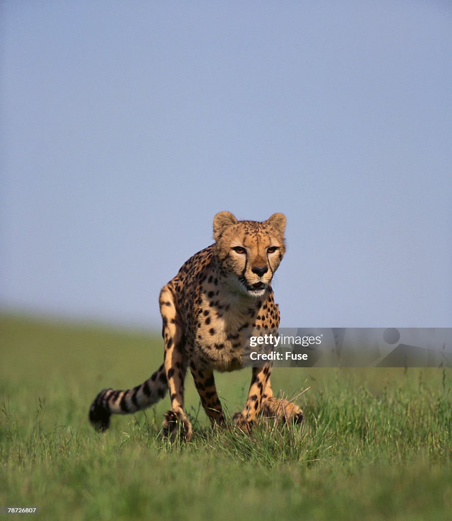 Running Cheetah