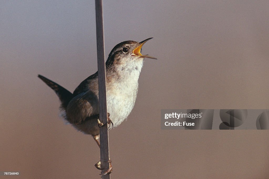 Marsh Wren Singing