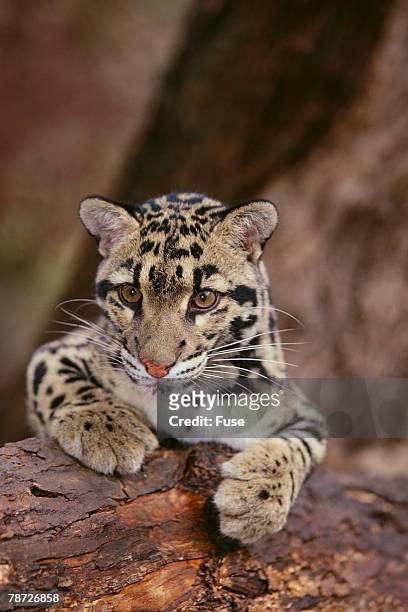 clouded leopard cub - nebelparder stock-fotos und bilder