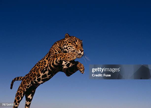 Black Jaguar Jumping