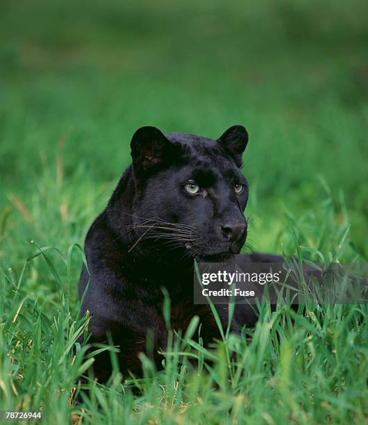 black panther sitting in grass - black leopard imagens e fotografias de stock