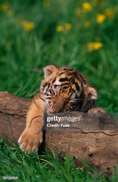 bengal tiger cub sleeping on fallen tree - tiger cub - fotografias e filmes do acervo