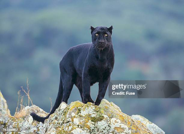 black panther - black leopard fotografías e imágenes de stock