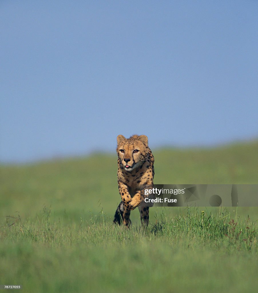 Running Cheetah
