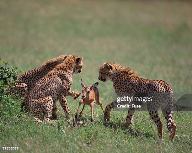 young cheetahs practice hunting - impala stock pictures, royalty-free photos & images