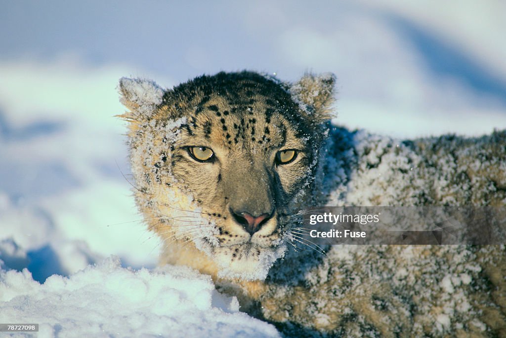 Snow Leopard Covered in Snow