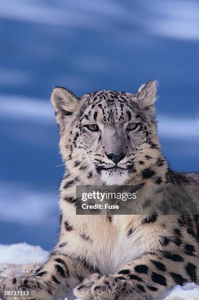 snow leopard - snow leopard stock pictures, royalty-free photos & images