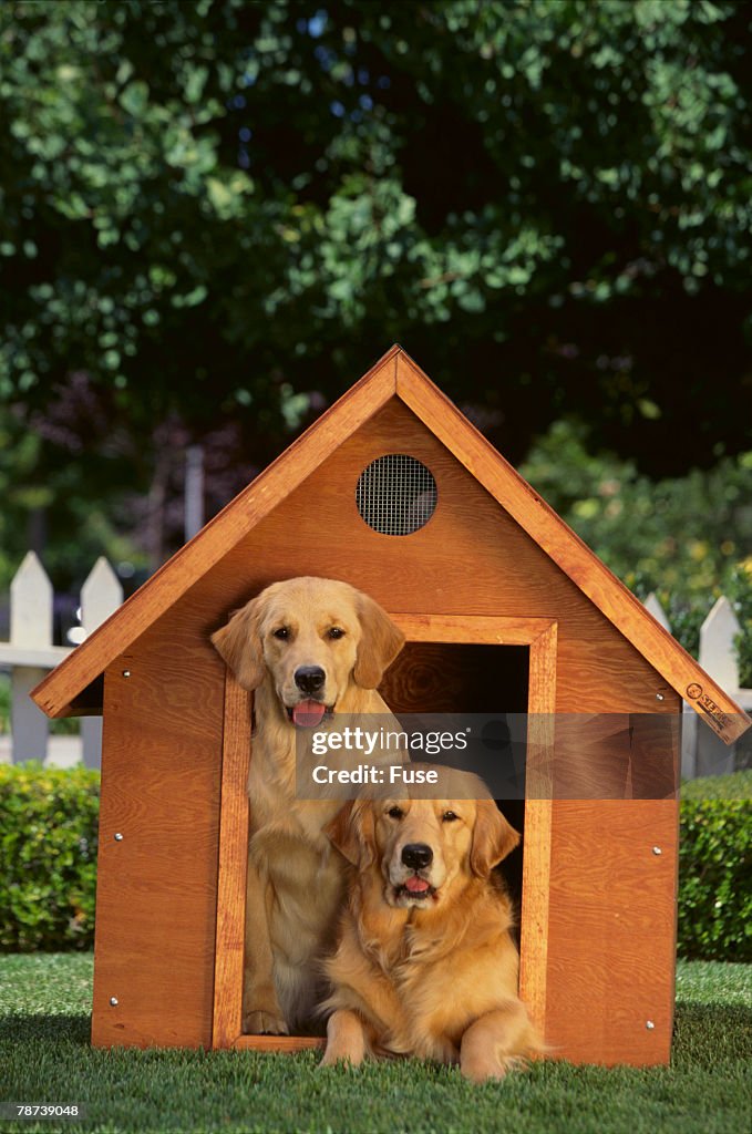 Two Golden Retrievers