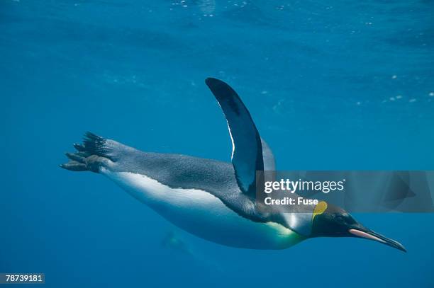 king penguins - royal penguin stock pictures, royalty-free photos & images