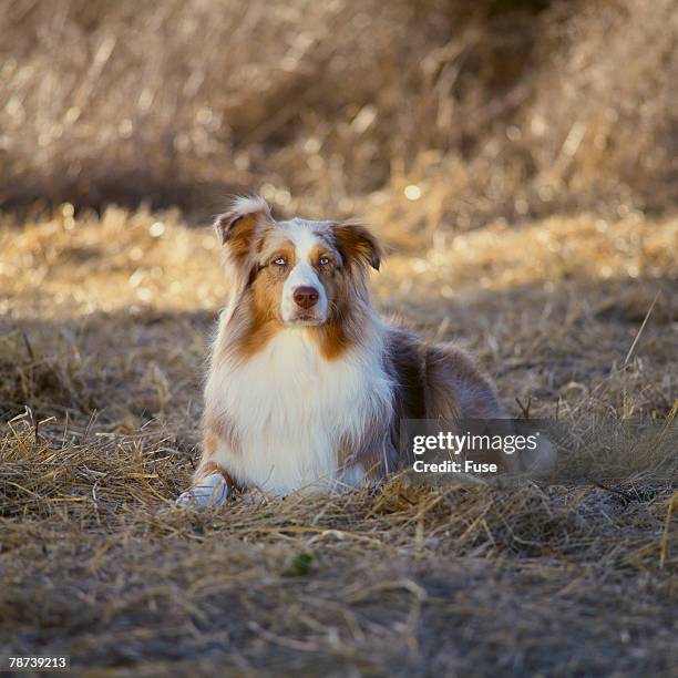 australian shepherd - australian shepherd eyes stock pictures, royalty-free photos & images