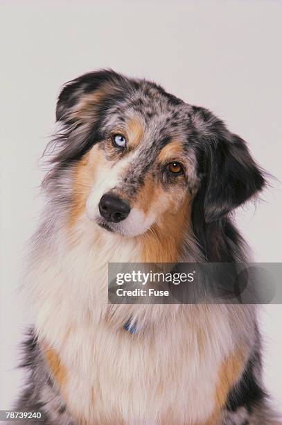 australian shepard with different color eyes - cabeça inclinada imagens e fotografias de stock