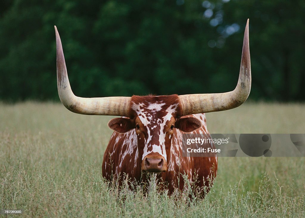 Longhorn Watusi Mix