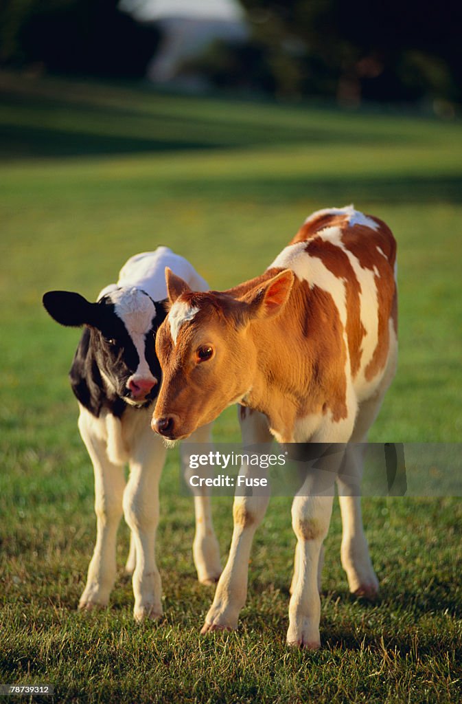 Holstein-Jersey Mix Calf and Holstein Calf