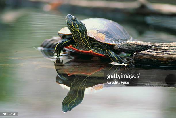 western painted turtle reflected in pond water - emídidos fotografías e imágenes de stock