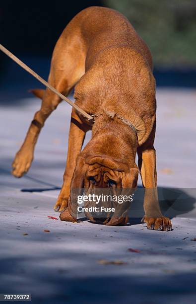 bloodhound on scent - bloodhound stock pictures, royalty-free photos & images