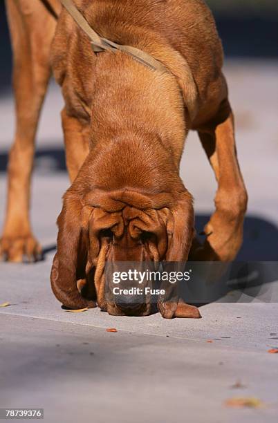 bloodhound on scent - bloodhound stock pictures, royalty-free photos & images