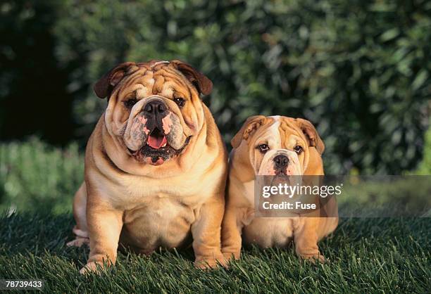 two bulldogs - english bulldog stock pictures, royalty-free photos & images