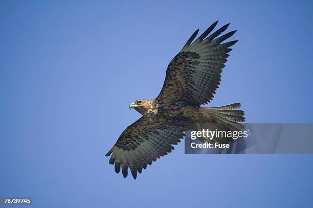 galapagos hawk in flight - galápagosbuizerd stockfoto's en -beelden