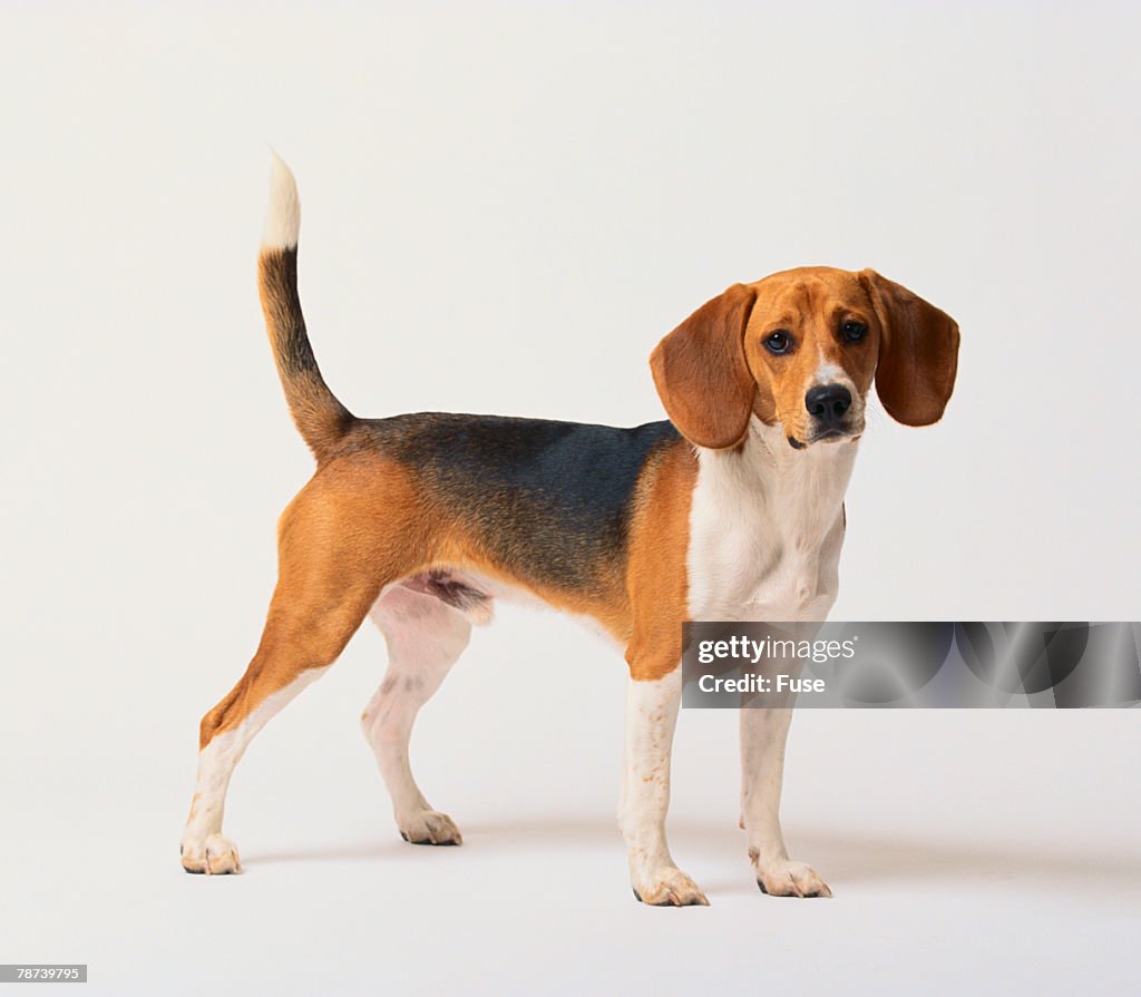 Beagle