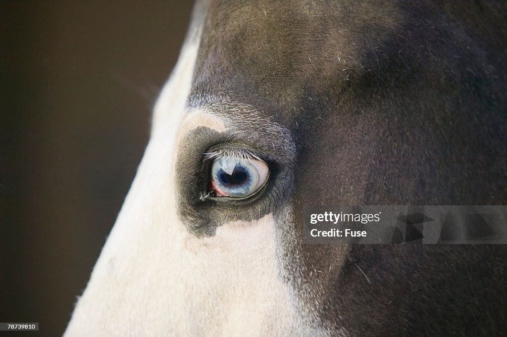 Eye of a Quarter Horse