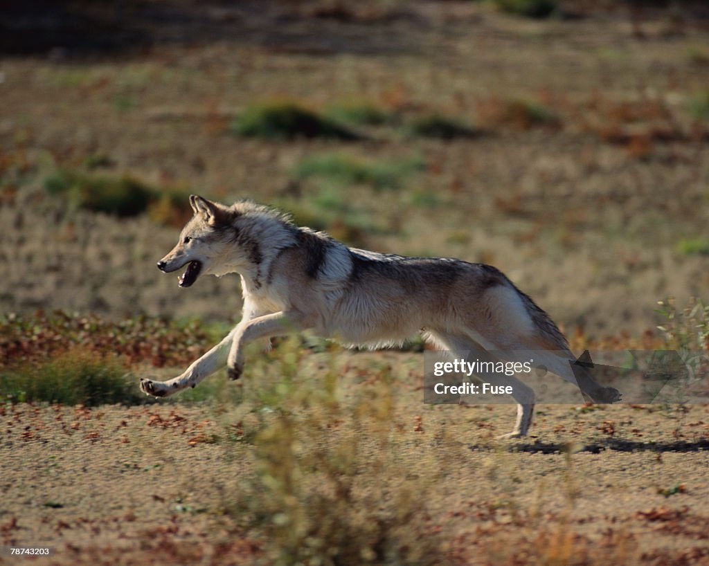 Gray Wolf Running in Meadow