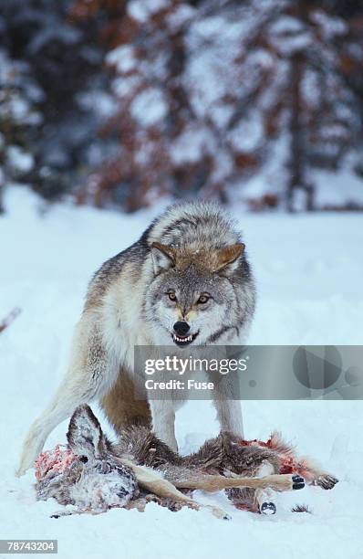 gray wolf snarling over deer carcass - savage dog fotografías e imágenes de stock