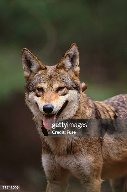 1,163 Canis Lupus Rufus Stock Photos and High-Res Images - Getty
