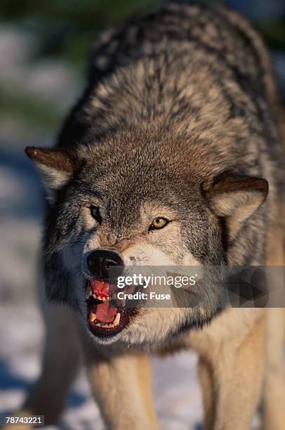 Angry Snow Wolves Angry Wolf Eyes Photos and Premium High Res Pictures - Getty Images