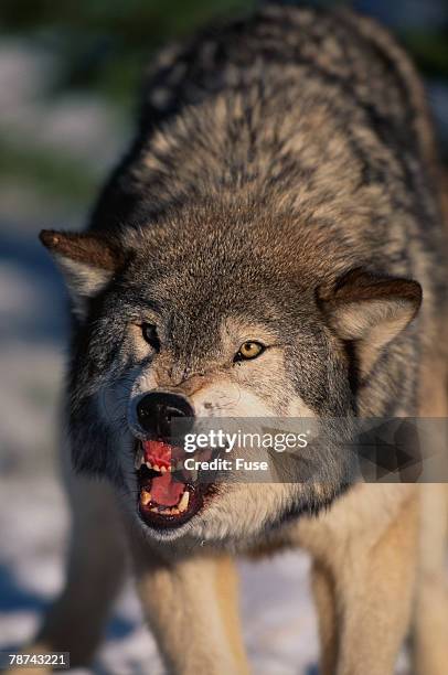 gray wolf snarling in snow - savage dog stock pictures, royalty-free photos & images