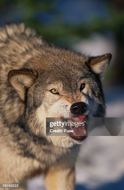 gray wolf snarling in snow - savage dog fotografías e imágenes de stock