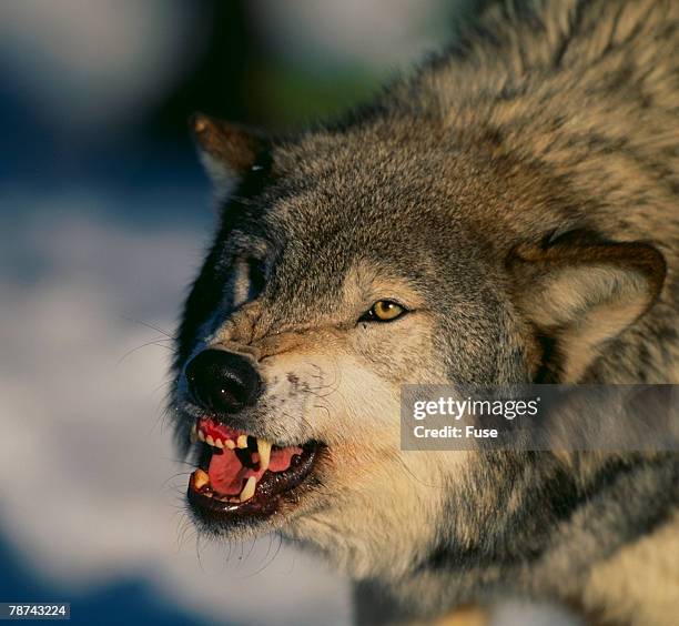 gray wolf snarling in snow - savage dog fotografías e imágenes de stock