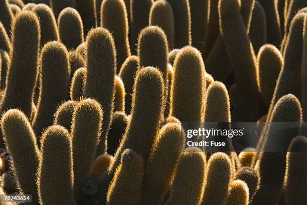 lava cactus glinting in sunlight - lava cacti brachycereus nesioticus stock pictures, royalty-free photos & images