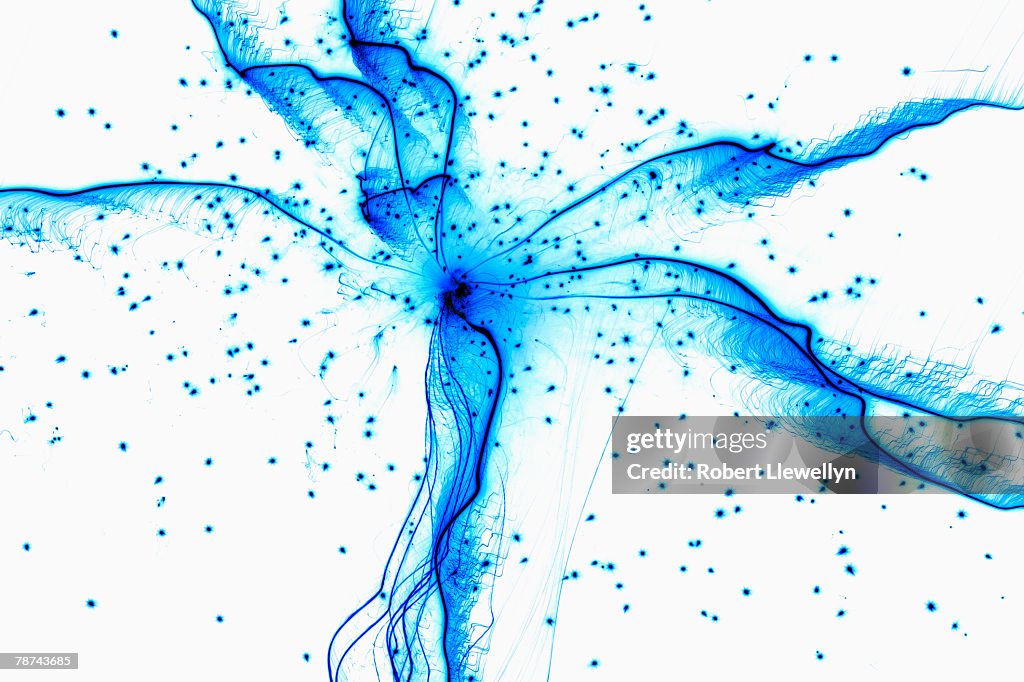 Bluewhisp Blue Wisp High-Res Stock Photo - Getty Images