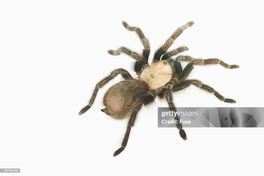 Desert Blond Tarantula