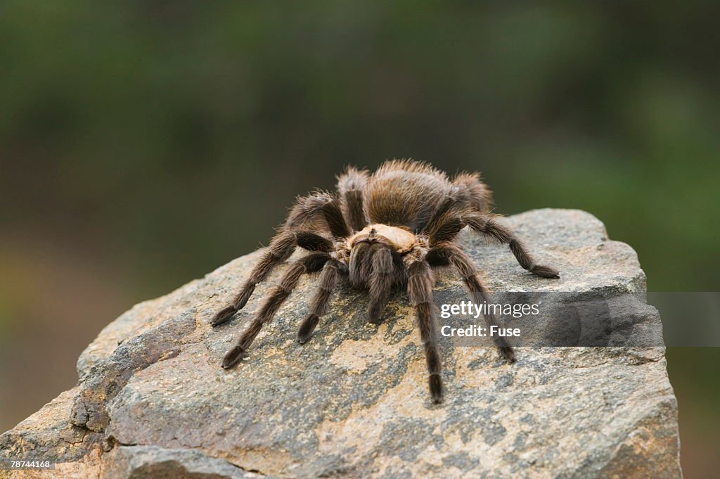 Desert Blond Tarantula