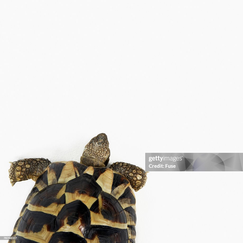 Tortoise Crawling