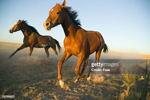 quarter horses running in field - cuarto de milla fotografías e imágenes de stock