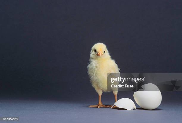 leghorn chick - ninhada de ovíparos imagens e fotografias de stock