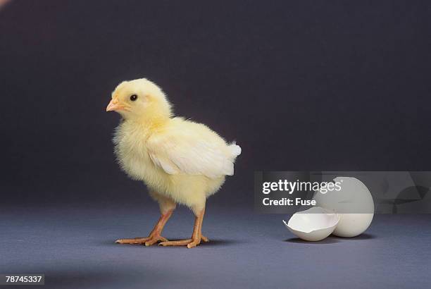 leghorn chick - schlüpfen stock-fotos und bilder