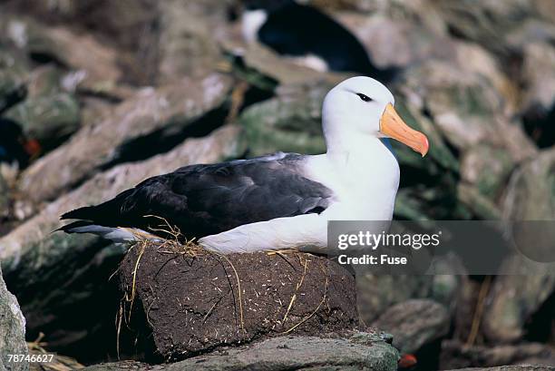 Albatross (Metaphor) Photos and Premium High Res Pictures Getty Images