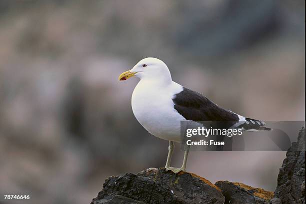 kelp gull on a rock - kelp gull stock pictures, royalty-free photos & images