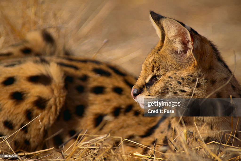 African Serval