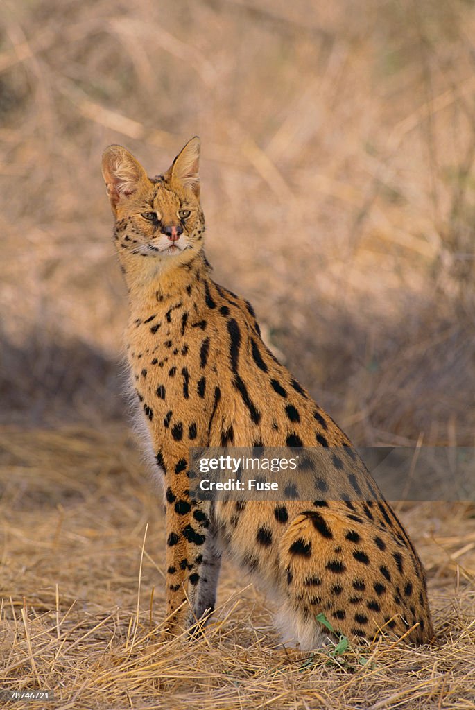 African Serval