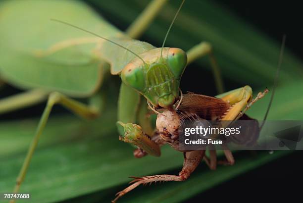 african praying mantis eating a bug - african praying mantis stock pictures, royalty-free photos & images