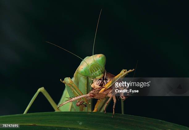 african praying mantis eating a bug - african praying mantis stock pictures, royalty-free photos & images