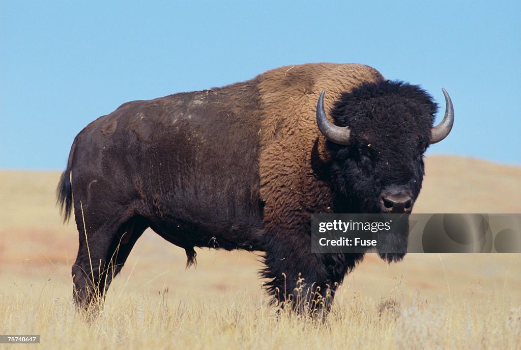 Buffalo