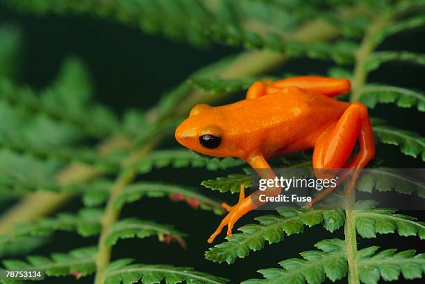 mantella aurantiaca - mantella stock pictures, royalty-free photos & images